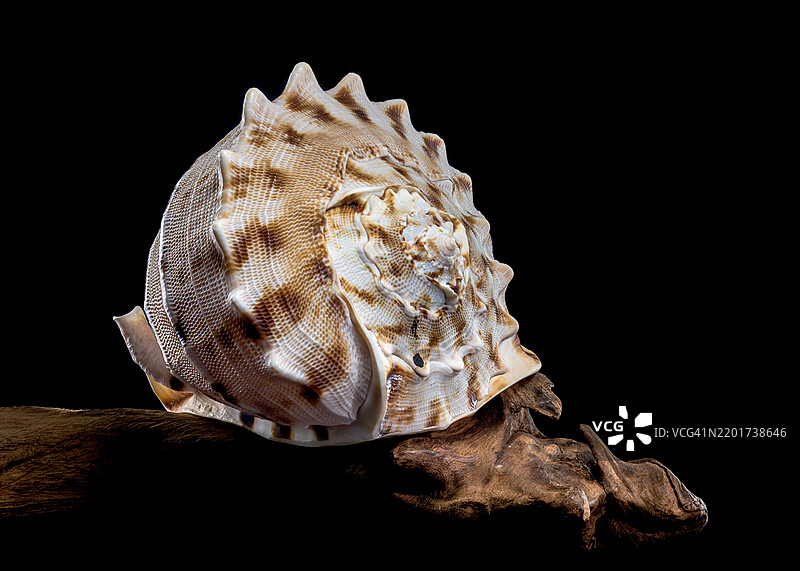 角头贝壳，黑色背景上的角头盔壳，乌克兰敖德萨图片素材