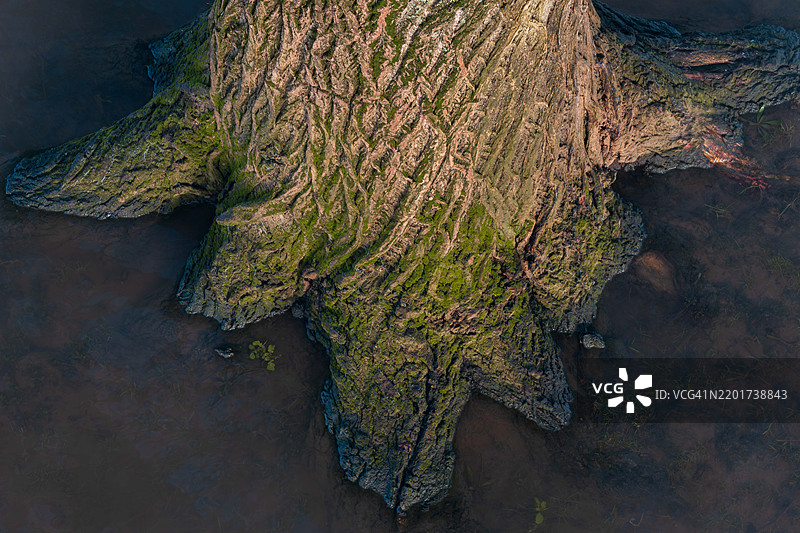 湖边树干的高角度视图图片素材