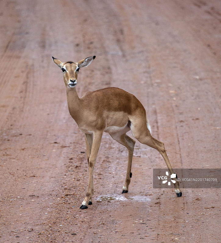 田野上站着的鹿的肖像图片素材