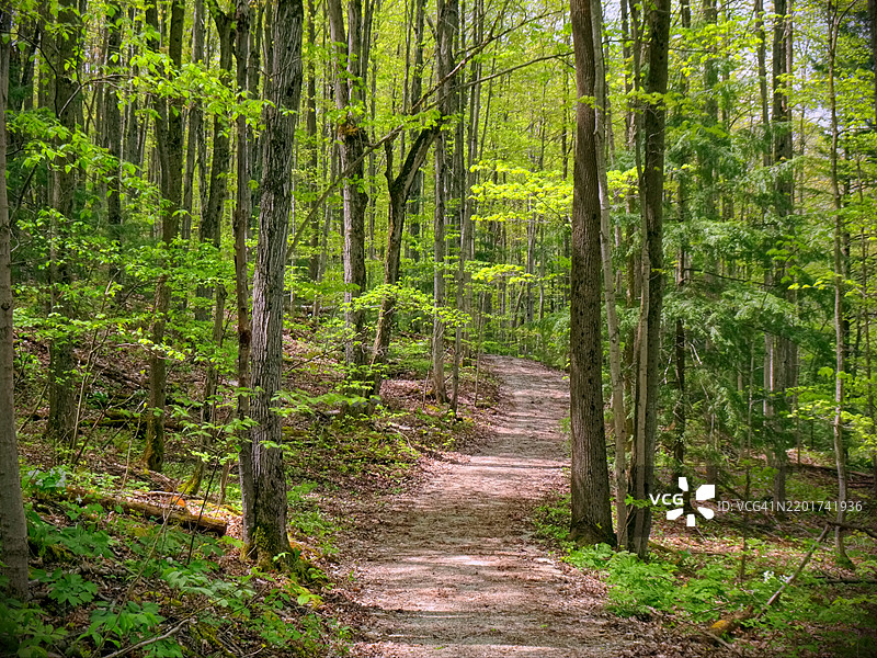 森林中的树木图片素材