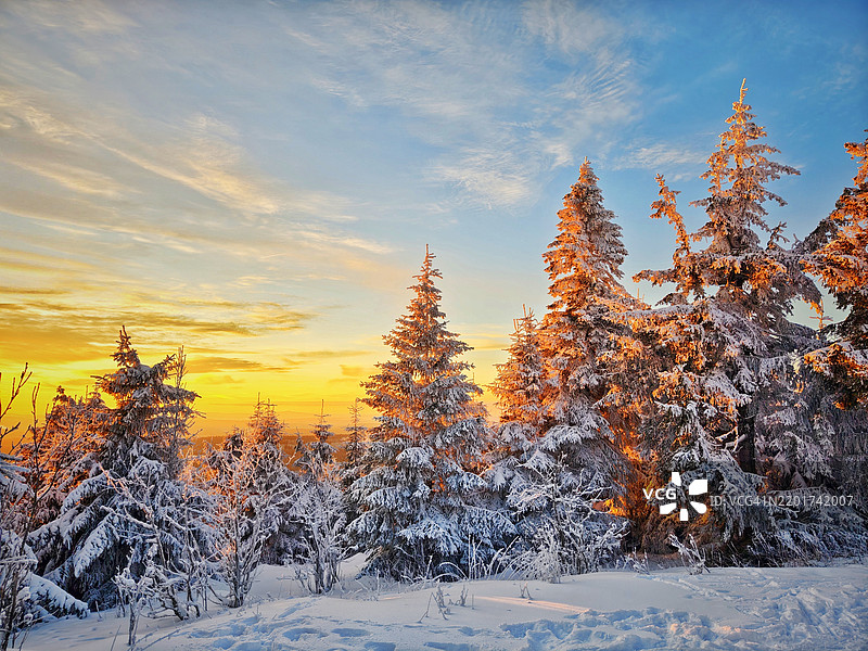 夕阳下，雪覆盖的田野上树木与天空相映成趣图片素材