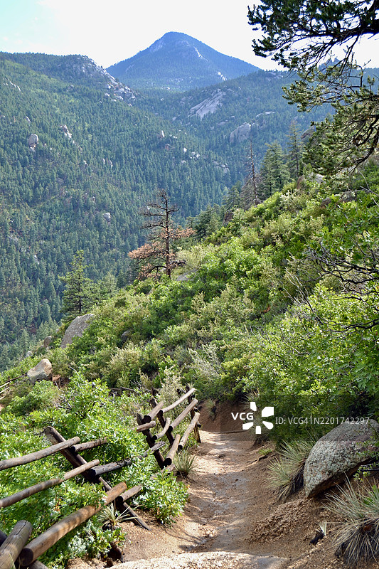 科罗拉多州马尼图泉的森林风景图片素材