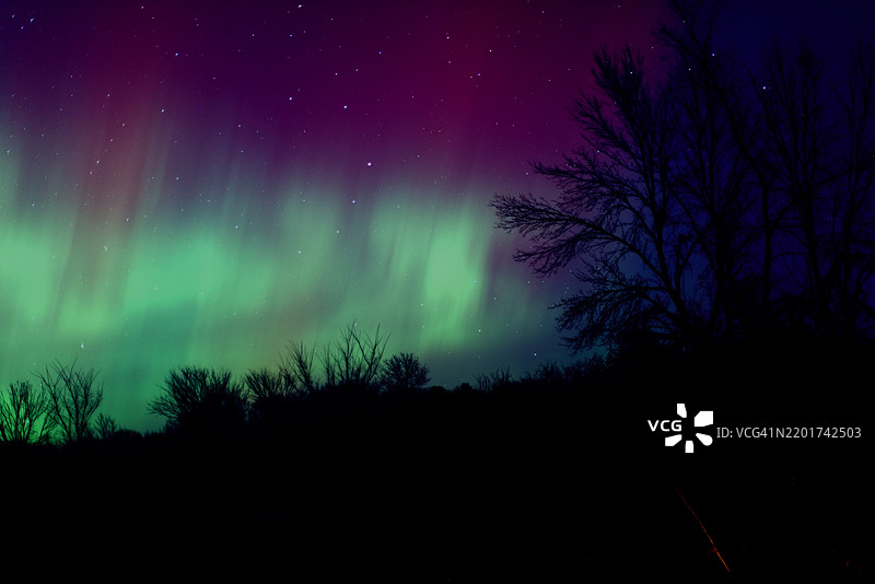 夜空下树木的剪影，威斯康星州，美国图片素材