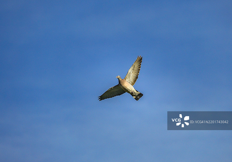 低角度视图的海鸥在晴朗的蓝天中飞翔，马赛，法国图片素材