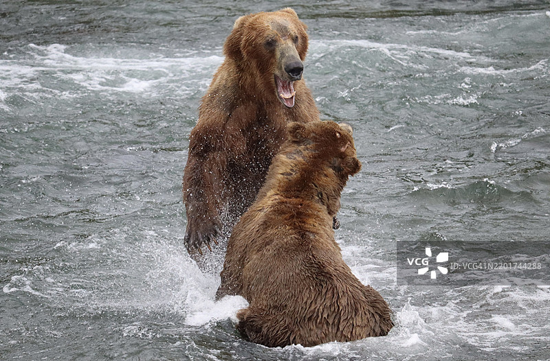 两只狗在海中奔跑，卡特迈国家公园，美国图片素材