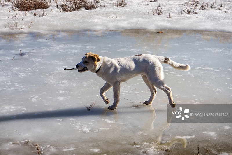 高角度视图的猎犬在海滩上奔跑，美国图片素材
