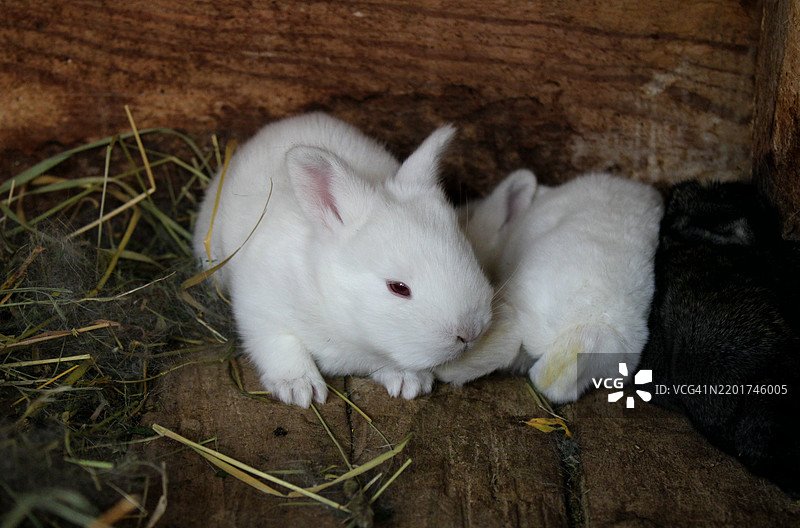 田野上兔子的特写镜头图片素材