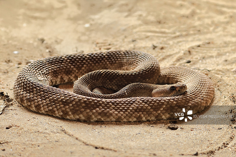 红钻石响尾蛇（Crotalus ruber），成年，趴在地上，晒太阳，保持警觉，加利福尼亚，美国，北美图片素材