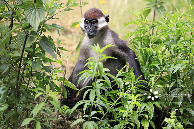 红冠猕猴（Cercocebus torquatus），成年警觉状态图片素材