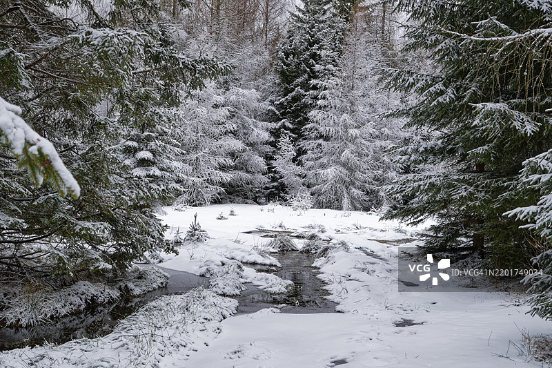 雪覆盖了位于波兰下西里西亚的巨人山脉中，施克拉尔斯卡·波伦巴和巴德·弗林斯贝格之间的罗兹德罗热·伊泽尔斯基徒步旅行小径交汇处的冷杉树。图片素材
