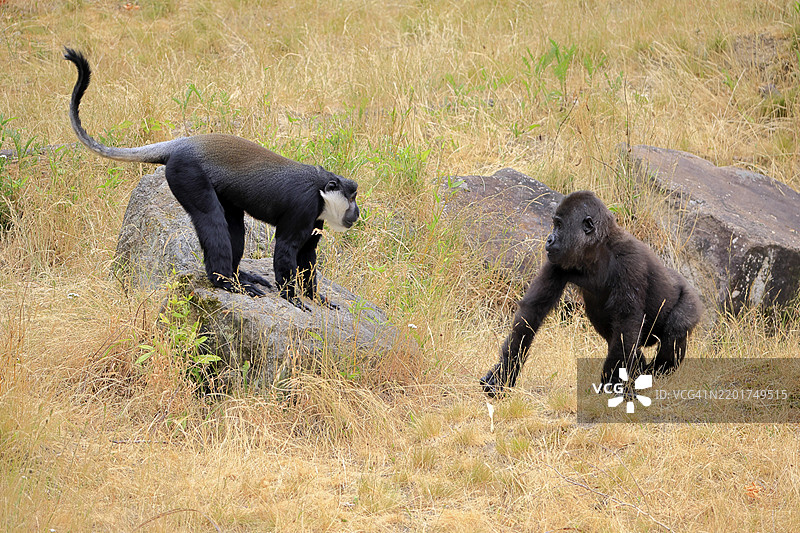 洛赫斯猴（Allochrocebus lhoesti，别名：Cercopithecus lhoesti），成年，趴在地上，玩耍，动物友谊，友谊，圈养，非洲，西部大猩猩（Gorilla gorilla），幼兽，顽皮图片素材