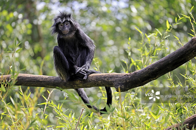 爪哇长尾猿（Trachypithecus auratus），成年，坐在树上，警觉，濒危物种，印度尼西亚，亚洲图片素材