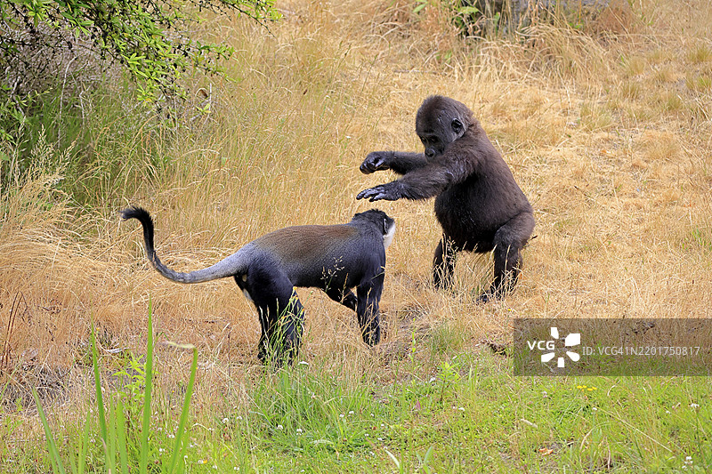 洛赫斯猴（Allochrocebus lhoesti，别名：Cercopithecus lhoesti），成年，趴在地上，玩耍，动物友谊，友谊，圈养，非洲，西部大猩猩（Gorilla gorilla），幼年动物，顽皮图片素材
