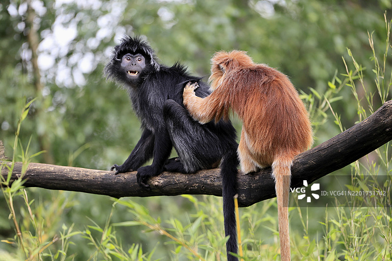 爪哇猕猴（Trachypithecus auratus），成年，坐着，两只爪哇猕猴，社交行为，互相梳理，栖息在树上，濒危物种，印度尼西亚，亚洲图片素材