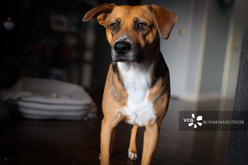 狗的特写肖像，诺沃克，康涅狄格州，美国图片素材