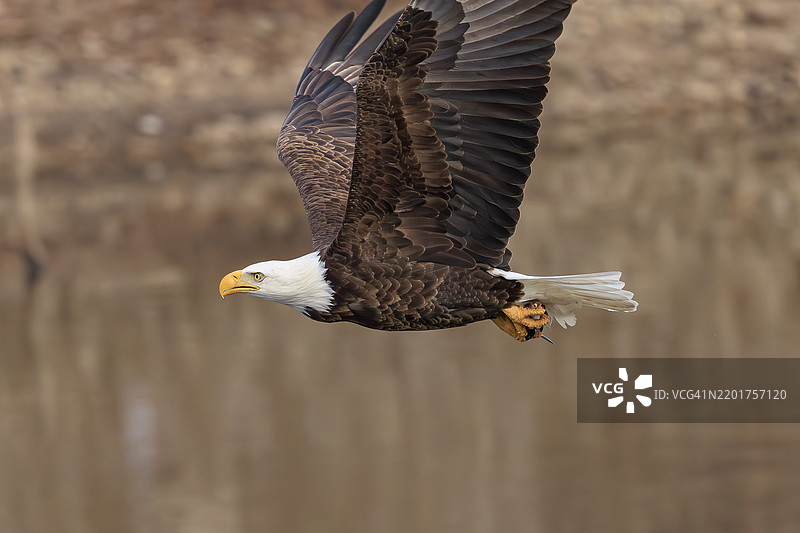白头鹰在爱荷华州爱荷华城湖面上空飞翔的特写镜头图片素材