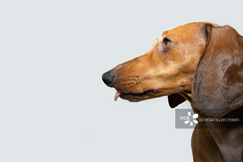 棕色腊肠犬小狗吐着舌头，背景为白色。图片素材