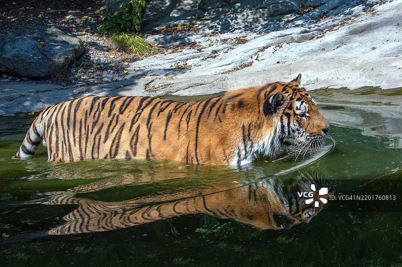 西伯利亚虎准备攻击，水面上的倒影图片素材