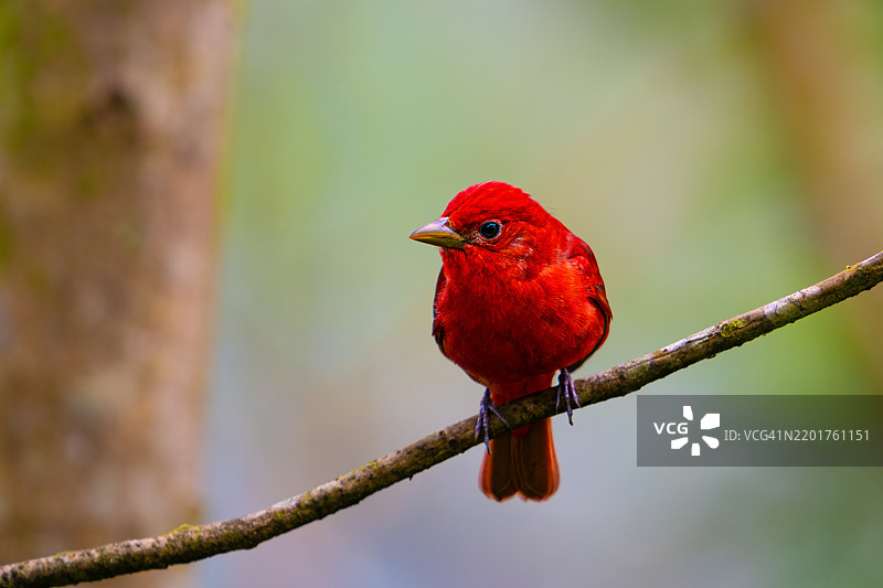 红头歌鸲，夏季歌鸲，冬季栖息于中美洲和南美北部。图片素材