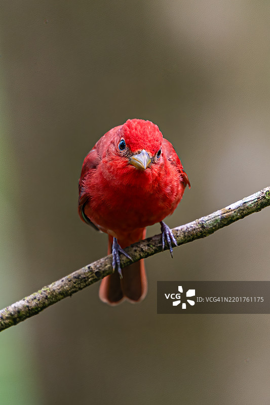 红头歌鸲，夏季歌鸲，冬季栖息于中美洲和南美北部。图片素材
