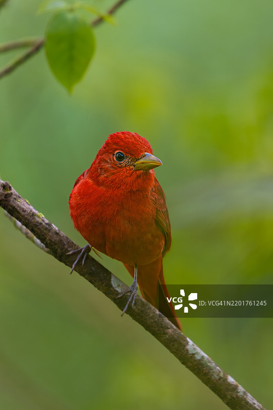 红头歌鸲，夏季歌鸲，冬季栖息于中美洲和南美北部。图片素材