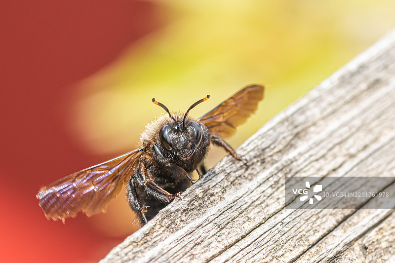 木头上的昆虫特写图片素材