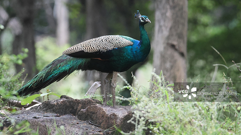 孔雀特写图片素材