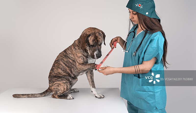 女兽医和外科医生在兽医诊所的检查台上为狗的爪子包扎。图片素材