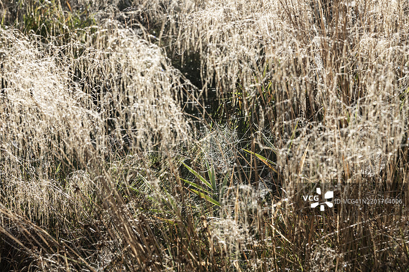 秋天草地上的露珠和晨光中的蜘蛛网图片素材