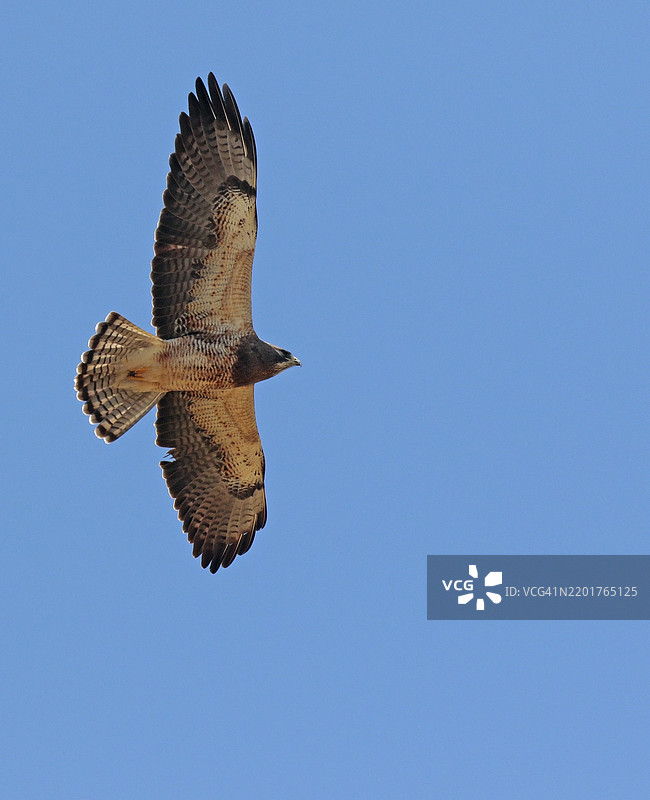 斯温森鹰图片素材