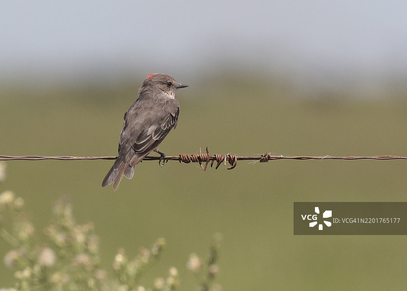 普通朱雀图片素材