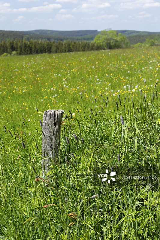 东欧山脉阿尔滕贝格的盖辛山上，山间草甸中的旧木栅栏柱图片素材