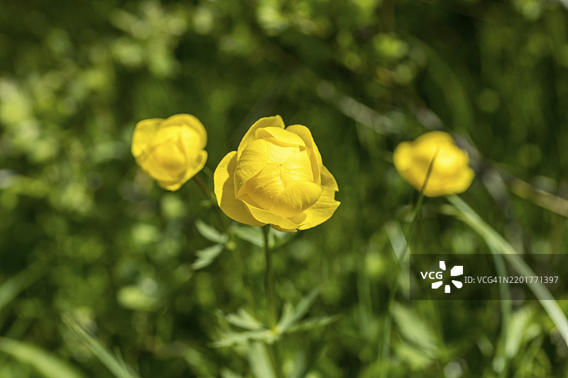 欧洲，德国萨克森州阿尔滕贝格，奥斯特尔茨基山脉的山地草甸，盖辛山的克伦格草地上的金盏花（Trollius europaeus）花朵图片素材