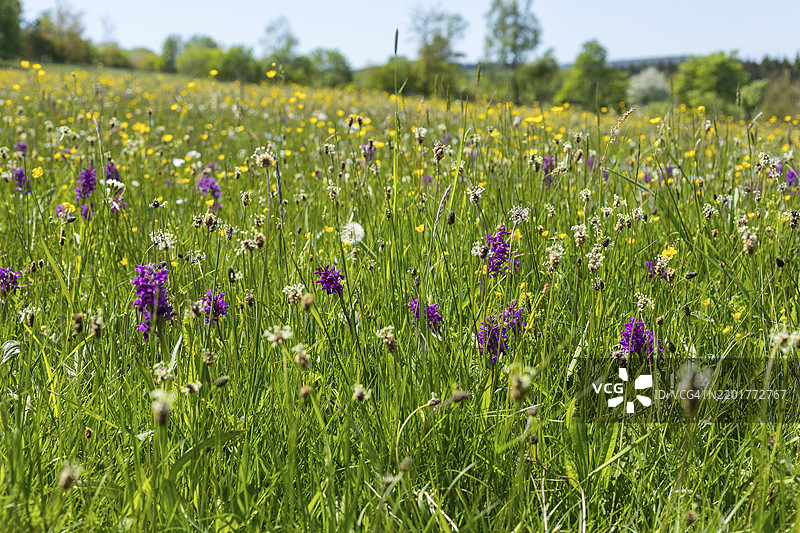 在德国萨克森州奥斯特茨基尔比格的盖辛山上,克伦格尔草甸盛开,山地草甸中有稀有植物,包括西方沼泽兰(Dactylorhiza majalis)。图片素材