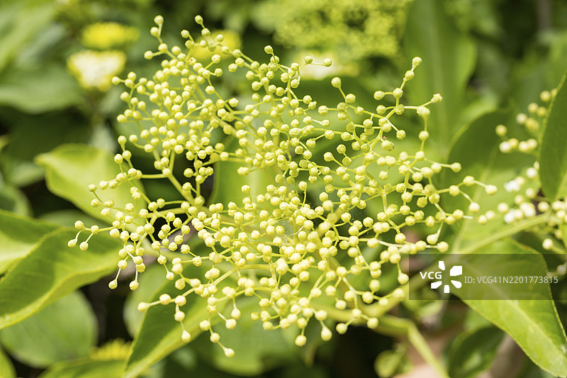 黑接骨木的花蕾，德国萨克森，欧洲图片素材