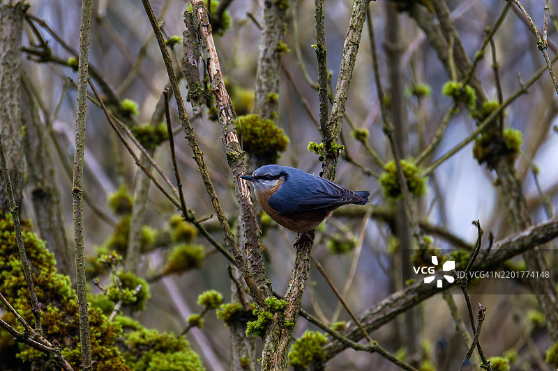 欧亚山雀在树枝上直视镜头，展现出它美丽的蓝色。图片素材