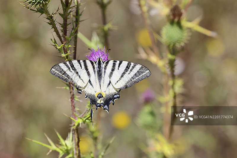 在德国莱茵兰-普法尔茨州科赫姆的摩泽尔谷,一只帆蝶(Iphiclides podalirius)停在蓟花(Cirsium arvense)上,特写镜头。图片素材