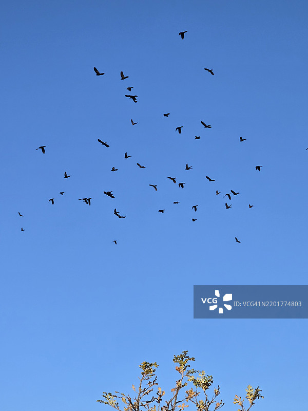低角度视图的鸟儿在清澈的蓝天中飞翔，德克萨斯州麦金尼，美国图片素材