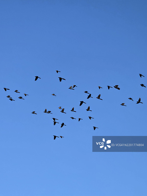 低角度视图下，鸟类剪影在晴朗的蓝天中飞翔，德克萨斯州麦金尼，美国图片素材