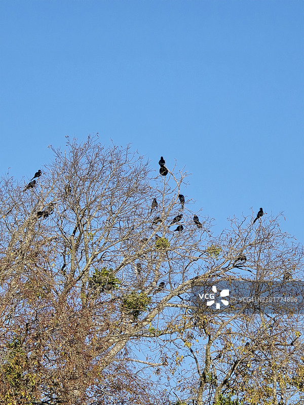 低角度视图的鸟栖息在树上，背景是晴朗的蓝天，德克萨斯州麦金尼，美国图片素材