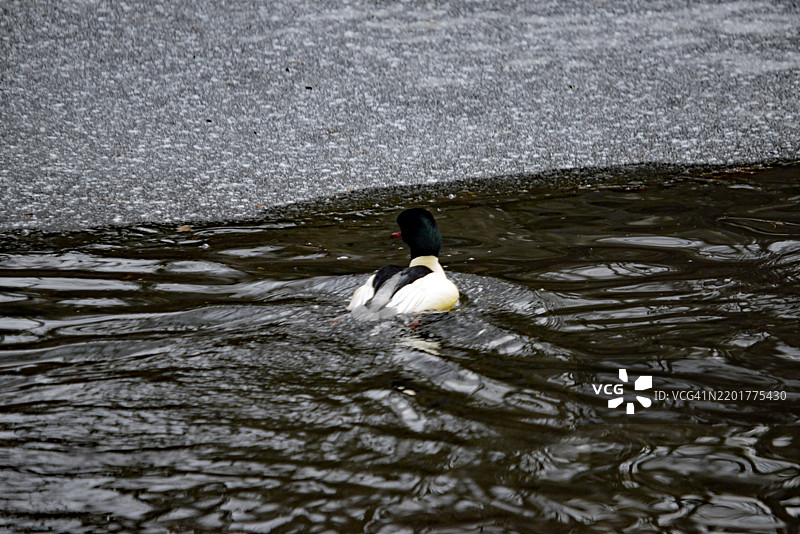 一只在海中游泳的鸭子图片素材
