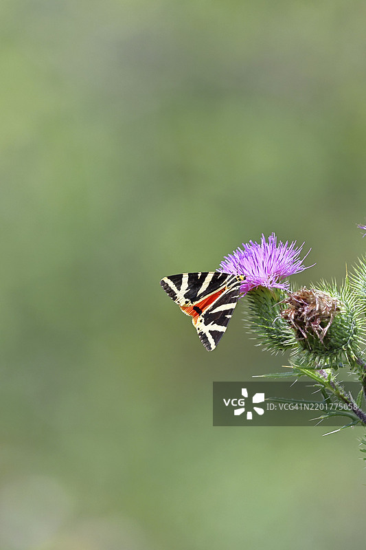 泽西虎蛾或西班牙国旗蛾（Euplagia quadripunctaria），在蓟花（Cirsium arvense）上吸食花蜜，位于葡萄园，蝴蝶特写，摩泽尔谷，科赫姆，莱茵兰-普法尔茨，德国，欧洲图片素材