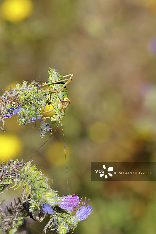 草原鞍背蚱蜢(Ephippiger ephippiger)雄性,栖息在毒蛇蓝花(Echium vulgare)上,背景模糊,叶蝉,长指蚱蜢,德国红色名录,特别保护物种,濒危。图片素材