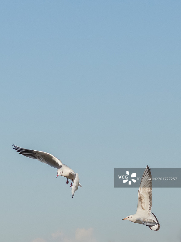 低角度视图的海鸥在天空中飞翔，日本图片素材