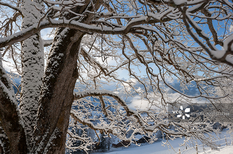 冬天的树木图片素材