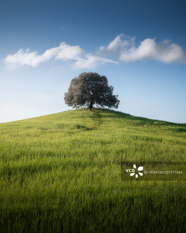 田野上的树木与天空相映成趣图片素材