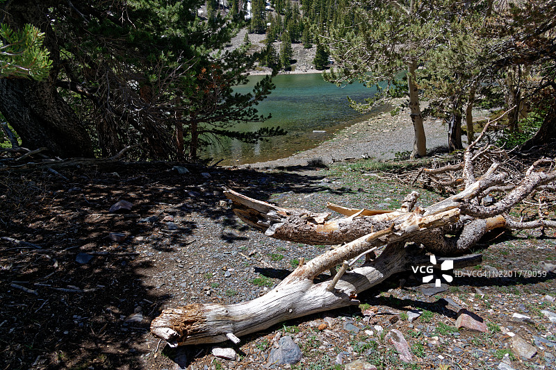 付出与收获，天然之物，大盆地国家公园，美国图片素材