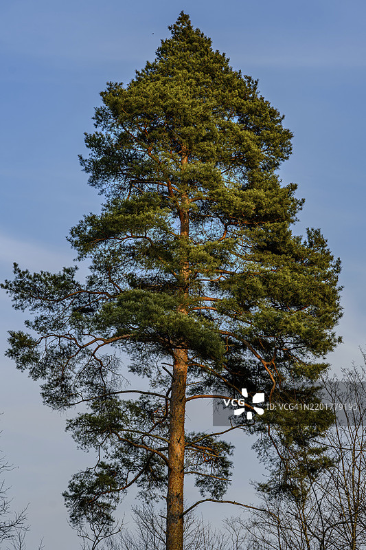蓝天前的大松树，萨阿拉赫，奥地利，欧洲图片素材