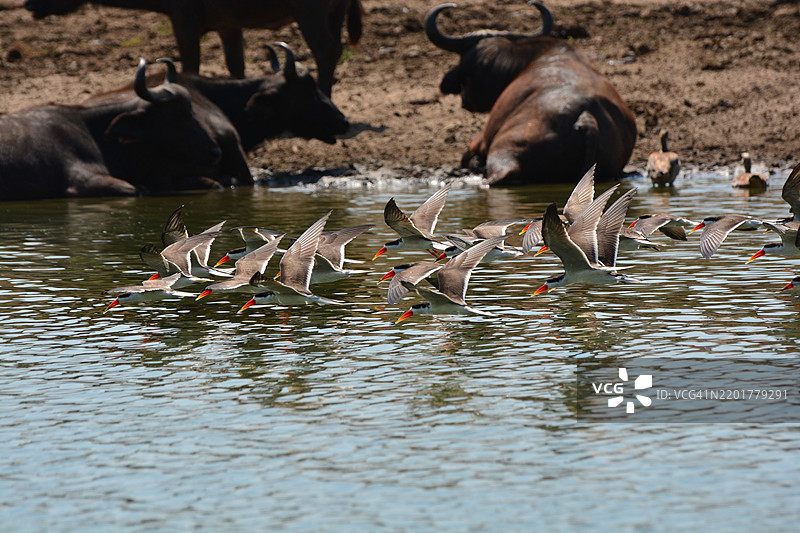 非洲刀嘴鸥 (Rynchops flavirostris)图片素材