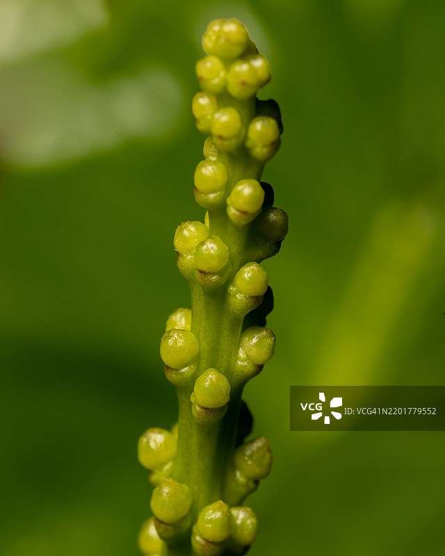 植物特写，发现湾，牙买加图片素材